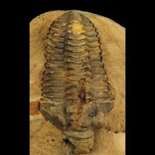 Crotalocephalus dans sa gangue
